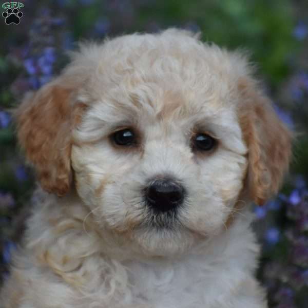 Bailey, Bich-Poo Puppy